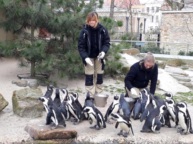 Pinguins voederen is orgAniseren hoor!