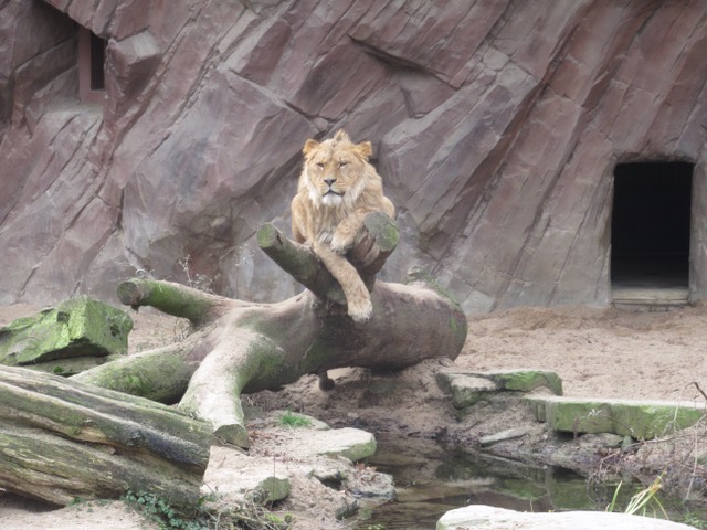 Koninklijk gedrApeerdf