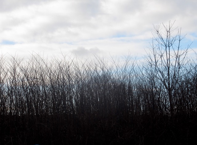 Zonder titel (en zonder blAderen)