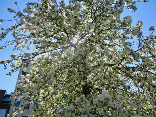 Explosie vAn de lente