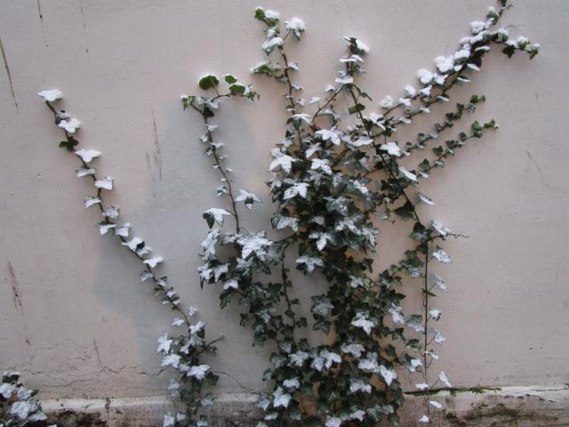 Klimopsneeuw