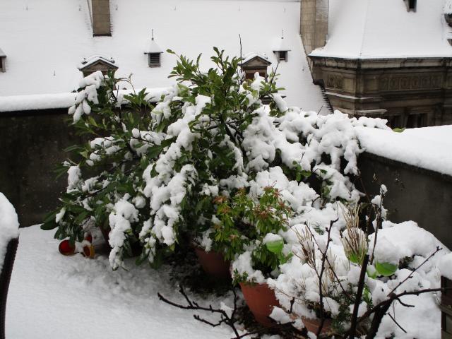 SneeuwplAnt