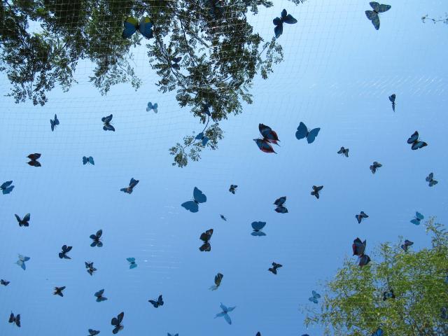 Flutter by.
