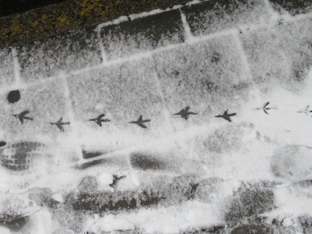 Vliegtuigjes in de sneeuw.