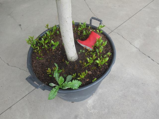 Als bomen botten.