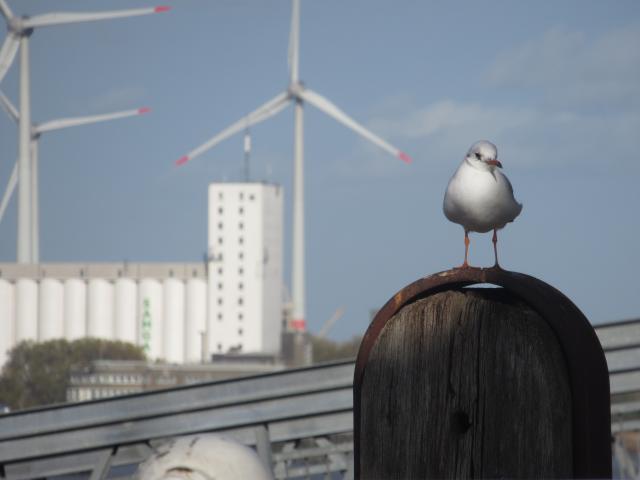 Intussen AAn de Schelde.