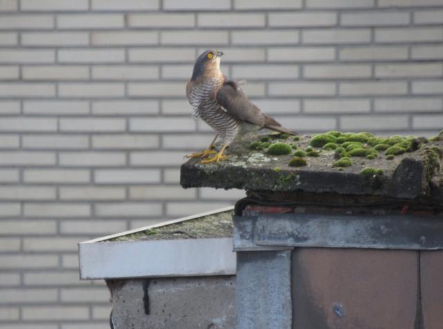 Hoog bezoek.