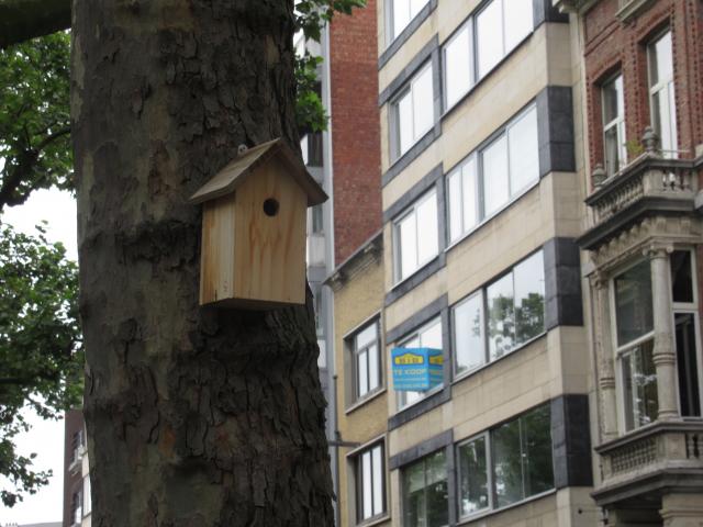 Nestje en te koop.